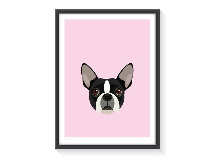 Hunde plakater - Boston Terrier billede 6
