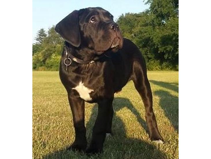 {{currentPhoto.altText}} billede {{currentPhoto.number}}