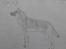 tegninger af hunde  - Wolf