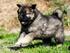 Eurasier D-kuld