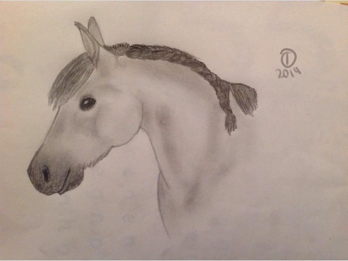 Tegninger - Min venindes hest billede 15
