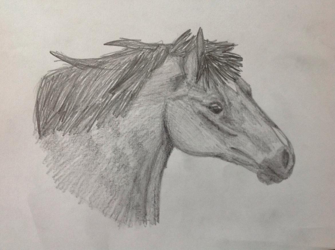 Tegninger - Min venindes shetlænder  billede 17