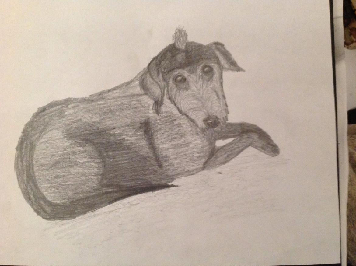 Tegninger - Min venindes gamle hund billede 18