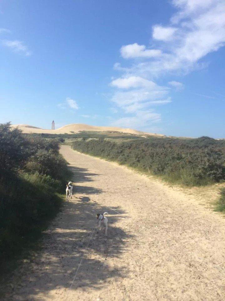 Rubjerg Mile billede 35