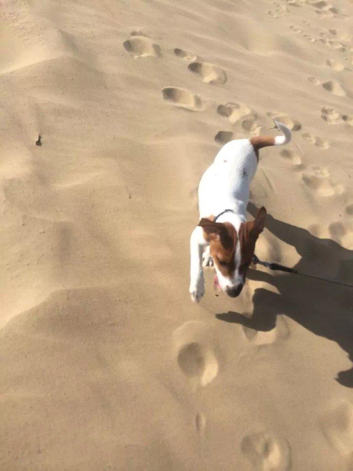 Rubjerg Mile billede 31