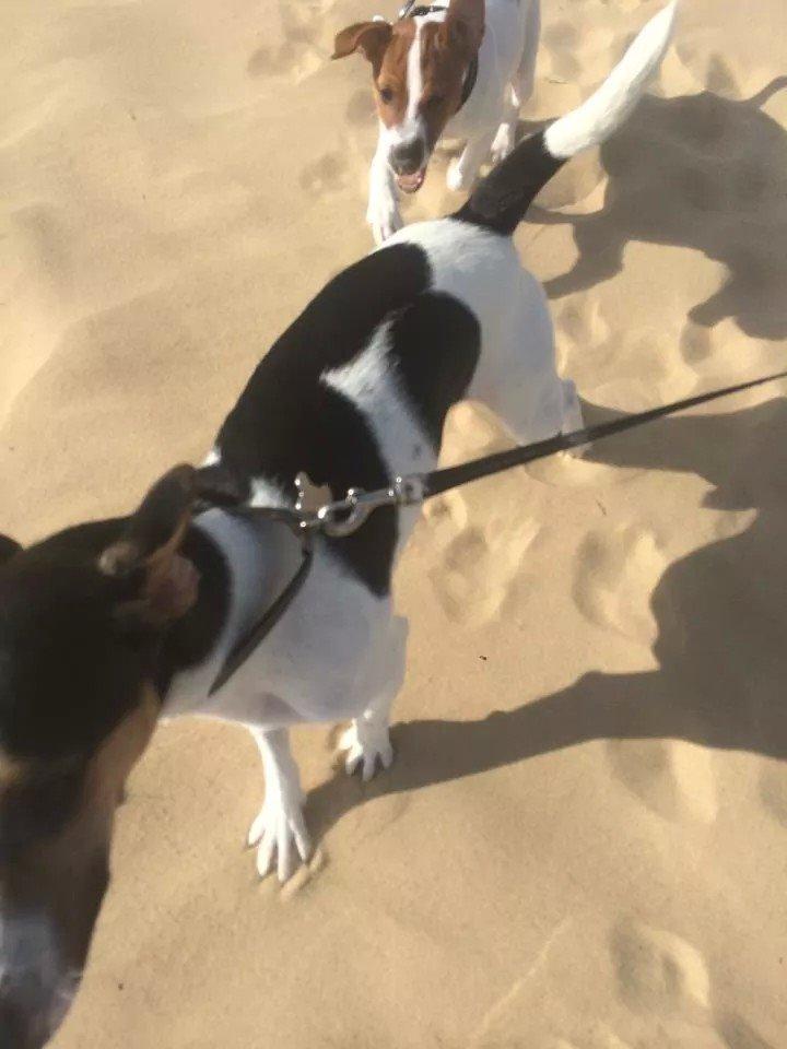 Rubjerg Mile billede 30