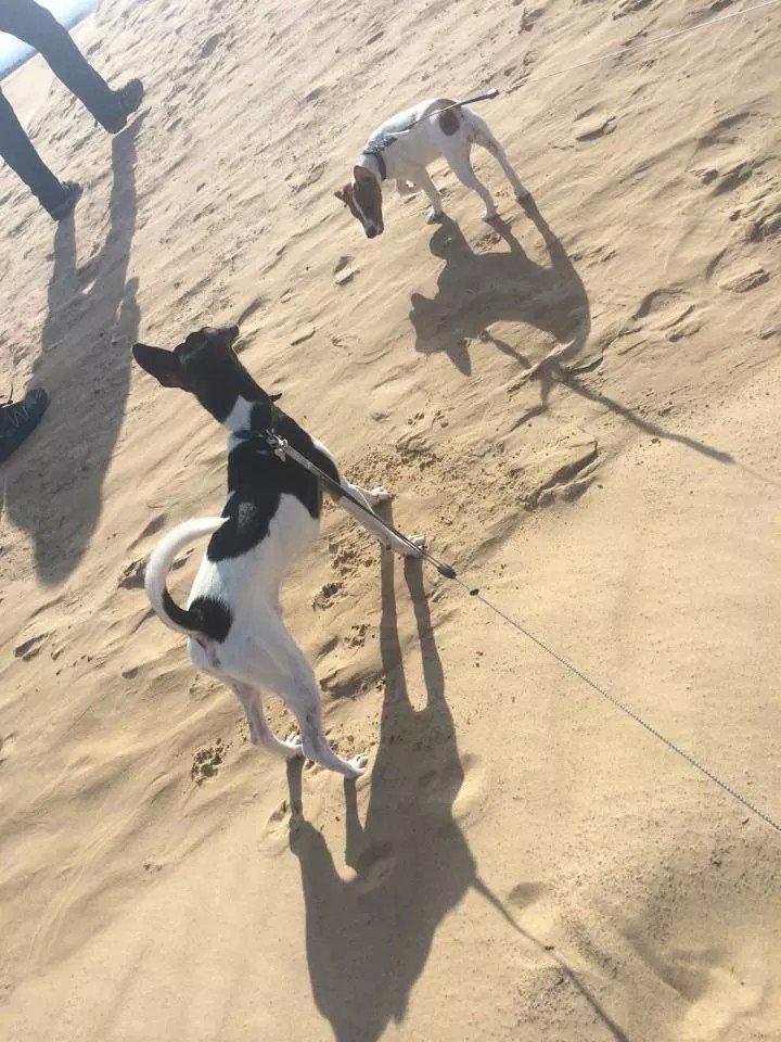 Rubjerg Mile billede 29