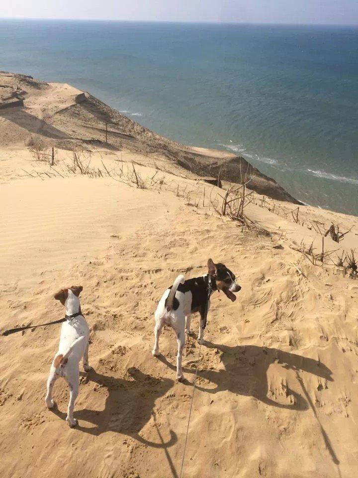 Rubjerg Mile billede 27