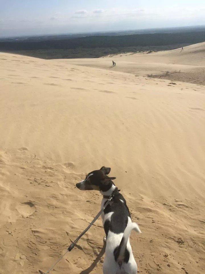 Rubjerg Mile billede 25