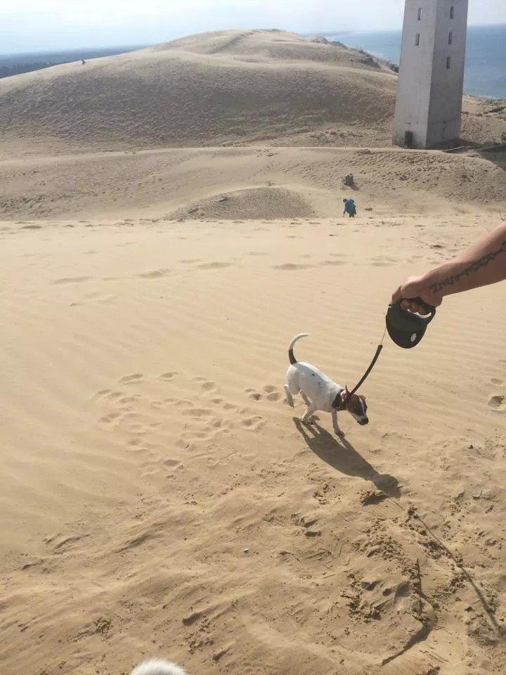 Rubjerg Mile billede 24