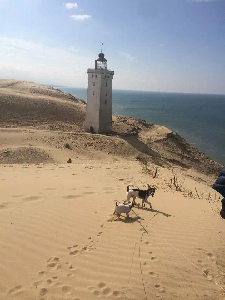 Rubjerg Mile billede 21