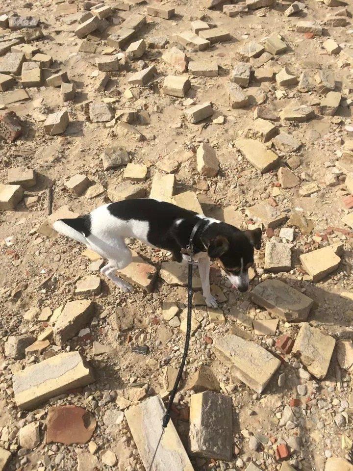 Rubjerg Mile billede 20