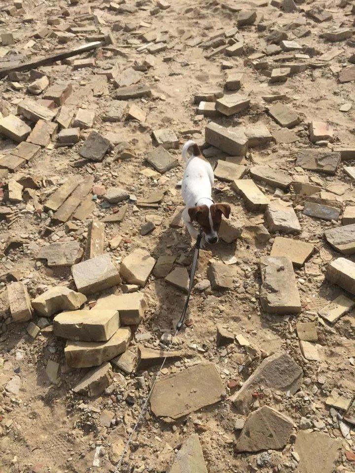 Rubjerg Mile billede 18