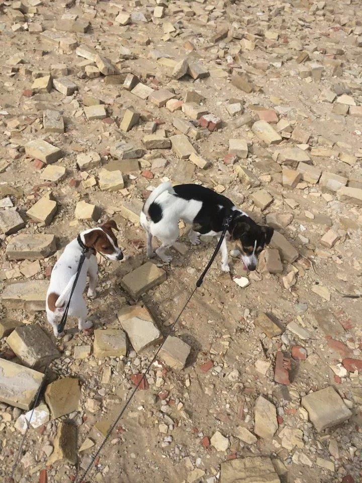 Rubjerg Mile billede 17