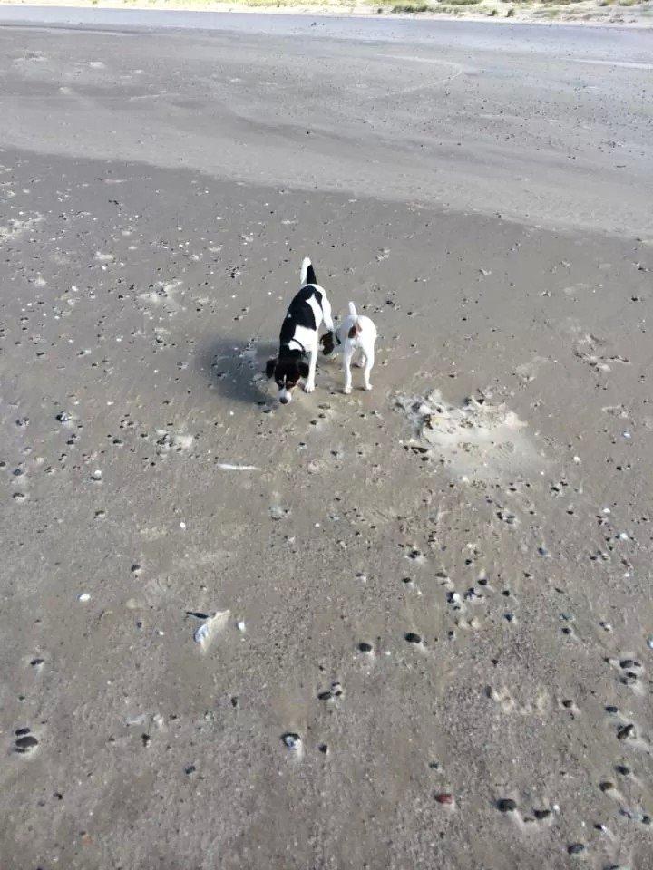 Rubjerg Mile billede 15