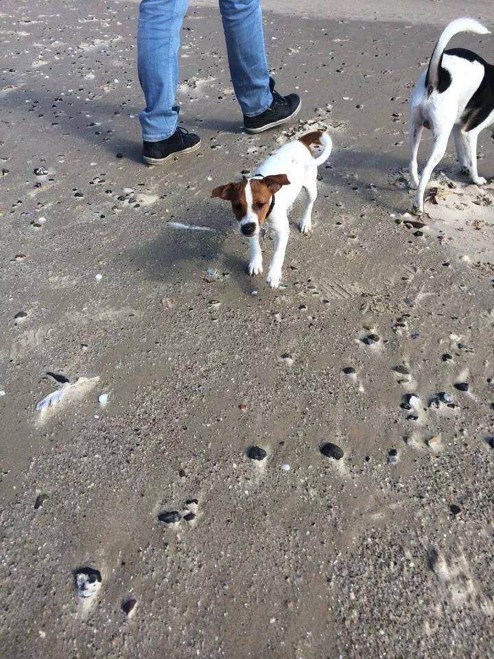 Rubjerg Mile billede 13