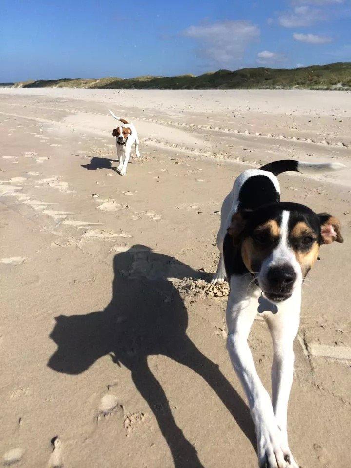 Rubjerg Mile billede 10