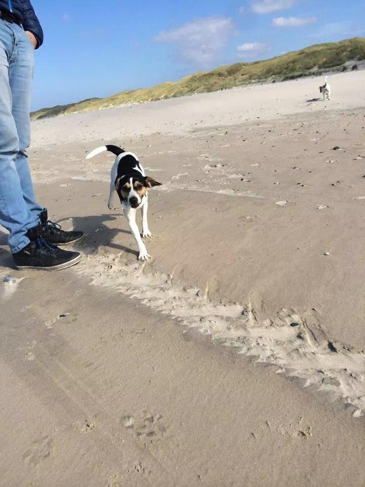 Rubjerg Mile billede 7