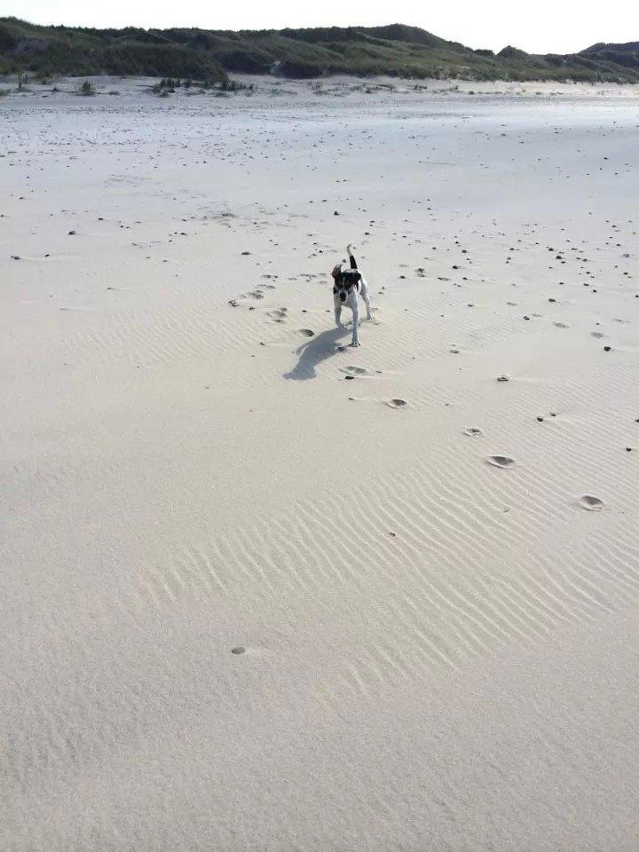 Rubjerg Mile billede 6