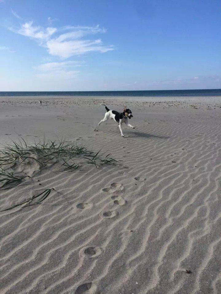 Rubjerg Mile billede 5