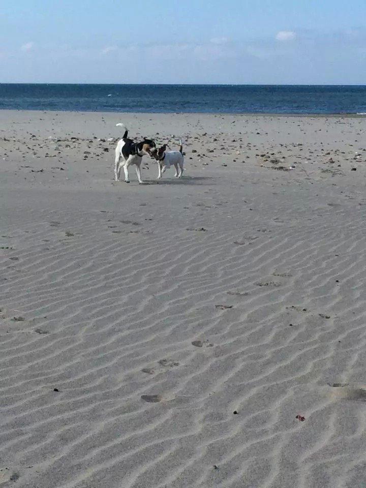 Rubjerg Mile billede 4