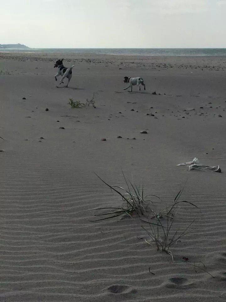 Rubjerg Mile billede 3