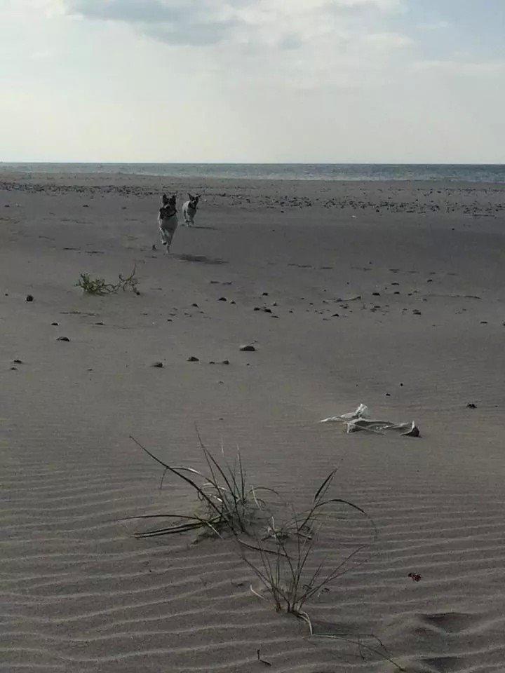 Rubjerg Mile billede 2