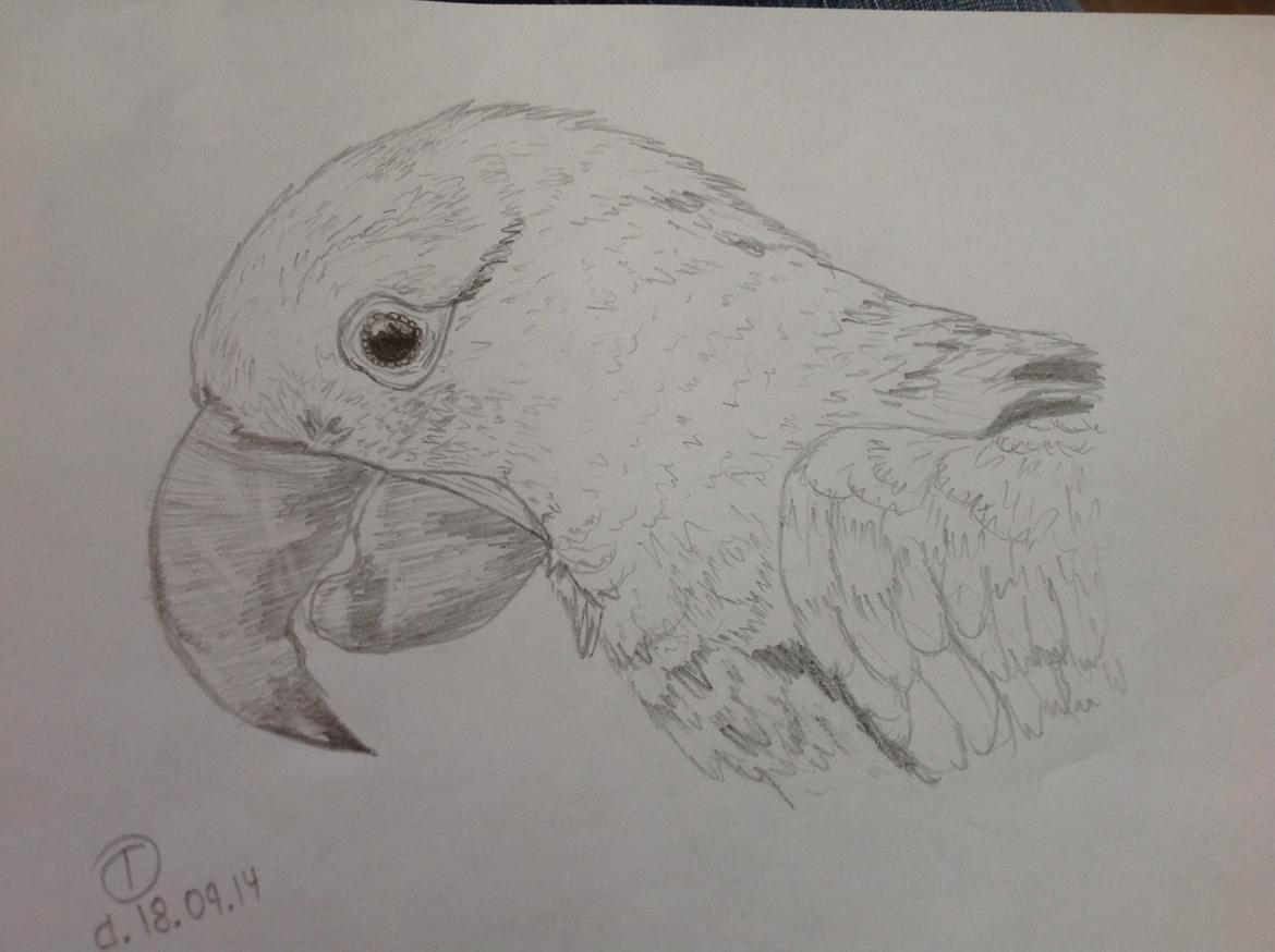 Tegninger - Blå spinx ara :) billede 22