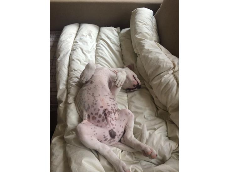 {{currentPhoto.altText}} billede {{currentPhoto.number}}