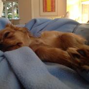 Sophy til Hvalpe træning