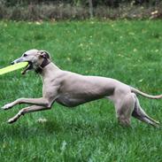 Whippet - Maggie