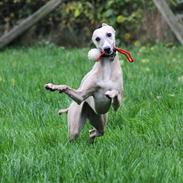 Whippet - Maggie