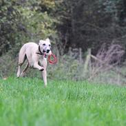 Whippet - Maggie