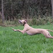 Whippet - Maggie