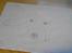 tegninger af hunde  - Chica