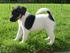 Fox Terrier - flotte hvalpe