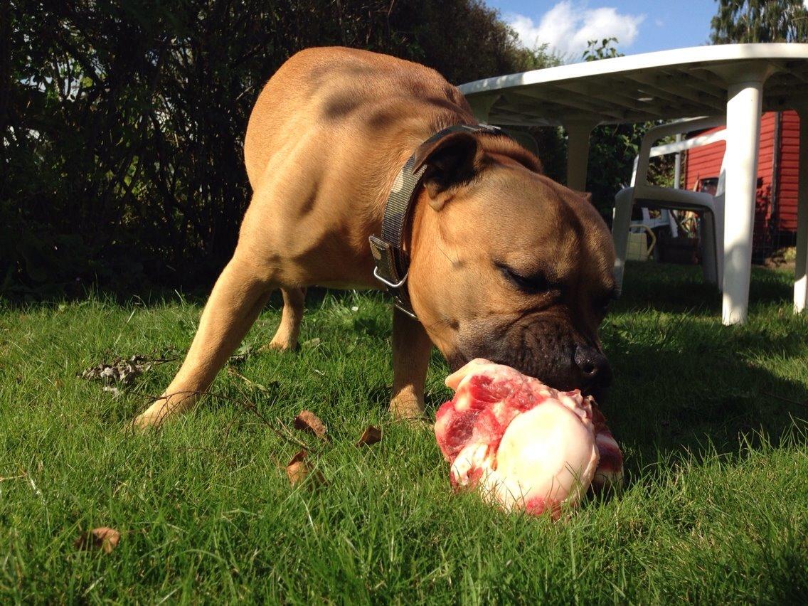 Elo`s HundeLiv billede 58