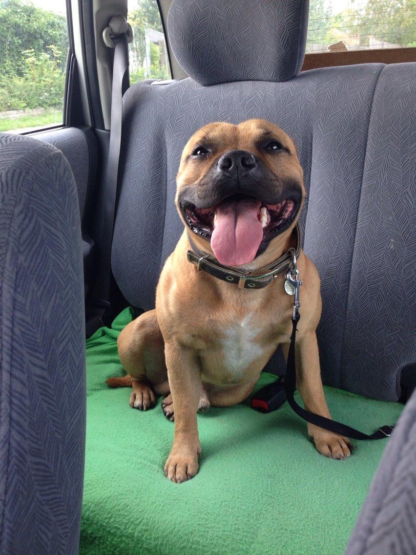 Elo`s HundeLiv billede 60