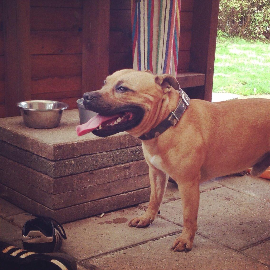 Elo`s HundeLiv billede 61