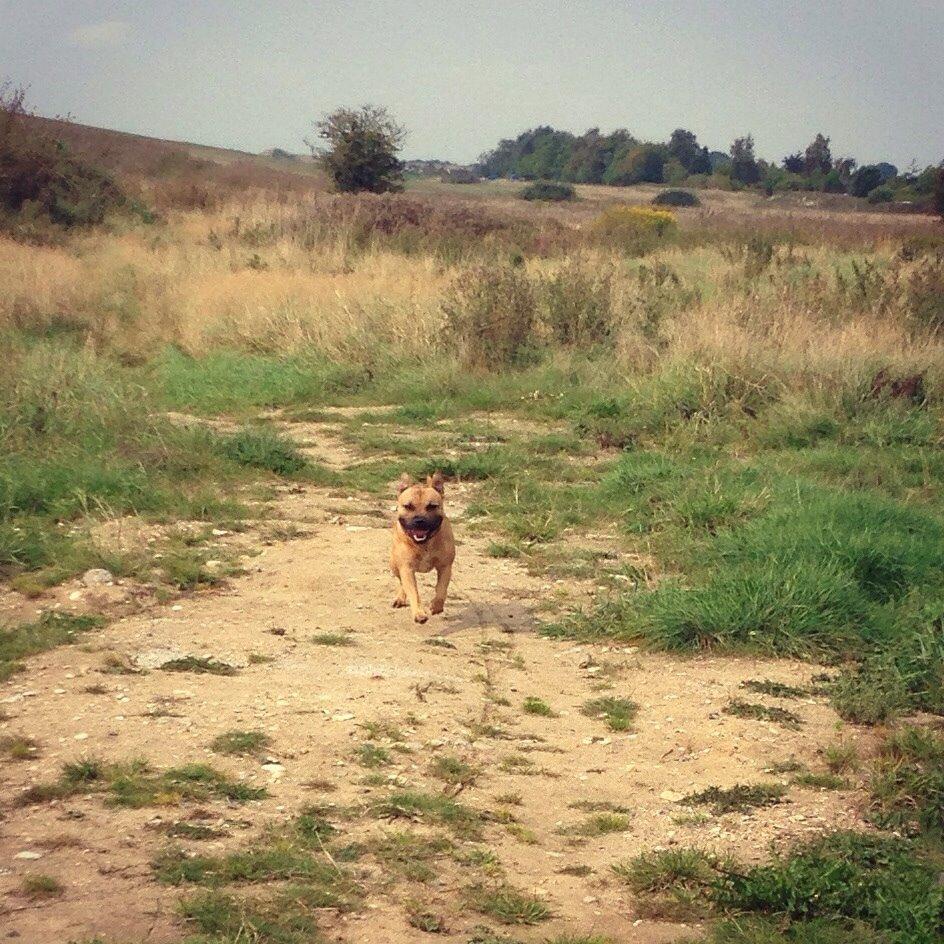 Elo`s HundeLiv billede 62