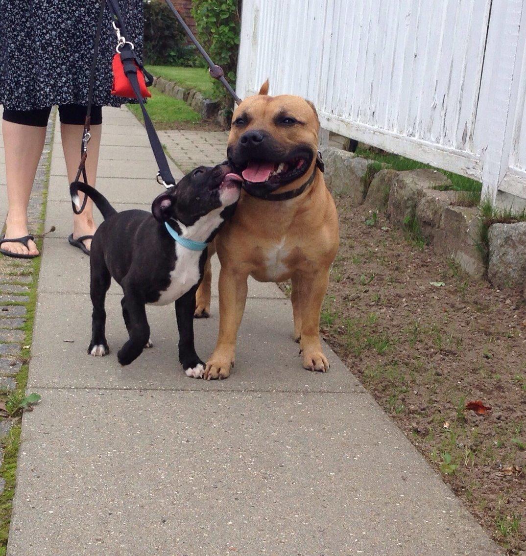 Elo`s HundeLiv billede 63