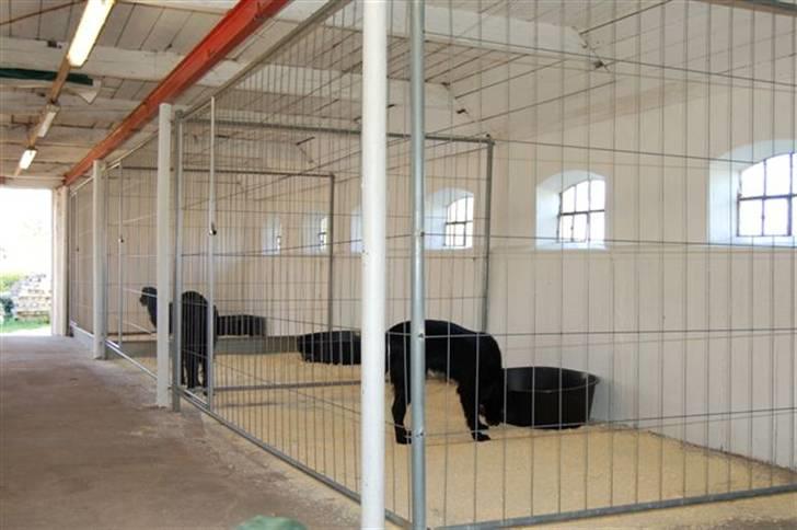 Hundebokse & løbegårde - Tre på stribe billede 1