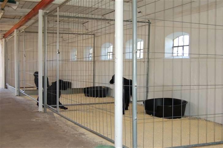 Hundebokse & løbegårde - Boksene set inde fra og ud mod døren billede 2