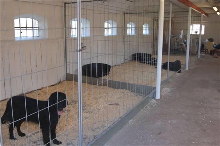 Hundebokse & løbegårde - Boksene set fra døren og ind i stalden billede 3