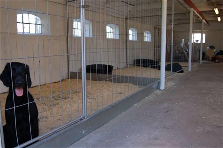 Hundebokse & løbegårde - Samme - Det er Money i forgrunden :-) billede 4