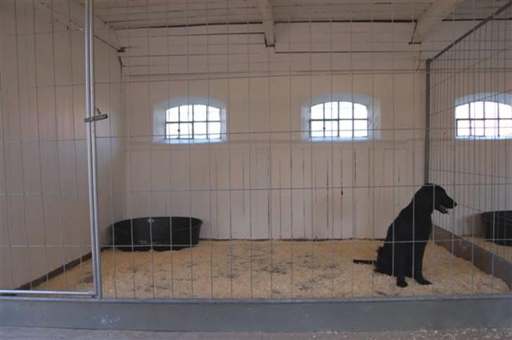 Hundebokse & løbegårde - Money kikker efter drengene billede 5