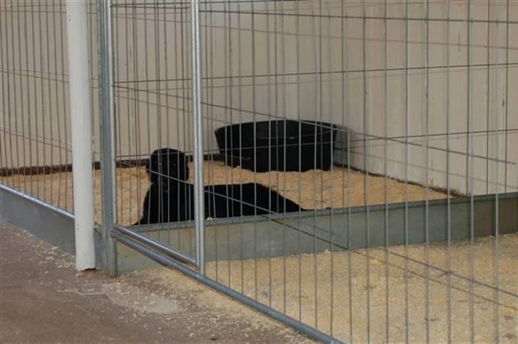 Hundebokse & løbegårde - Money i boks 1 billede 6