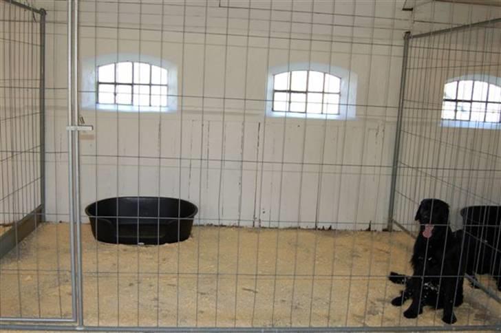 Hundebokse & løbegårde - Charlie i boks 2 billede 7