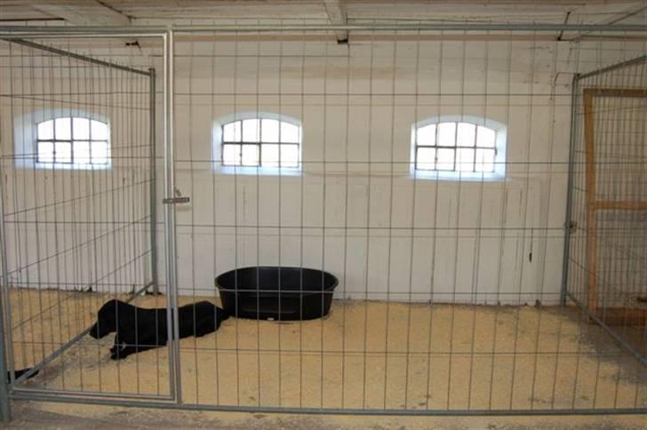 Hundebokse & løbegårde - Milo i boks 3 billede 8