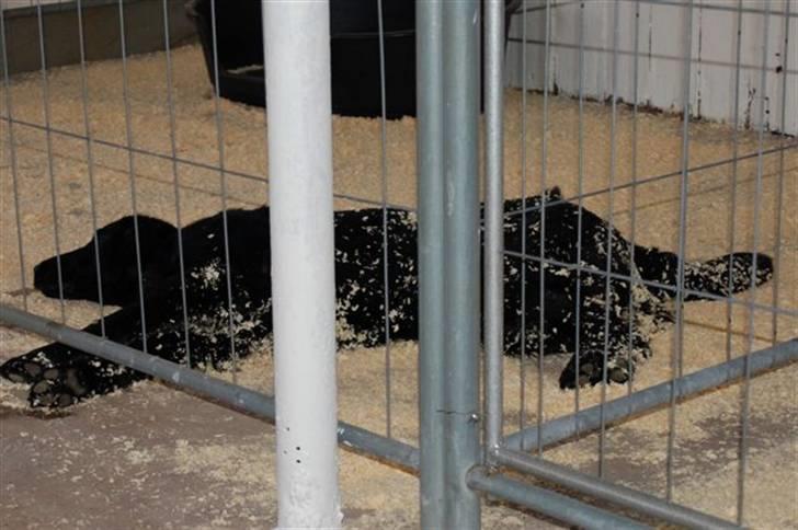 Hundebokse & løbegårde - Charlie er nem at bokstræne, han sover bare :-) billede 9